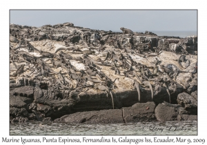 Marine Iguanas