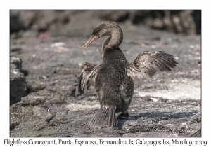 Flightless Cormorant