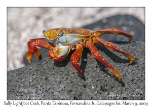 Sally Lightfoot Crab