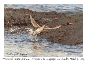 Whimbrel