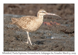 Whimbrel