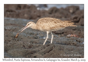 Whimbrel