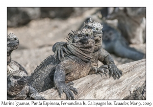 Marine Iguanas