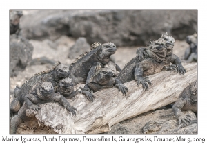 Marine Iguanas