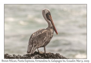 Brown Pelican