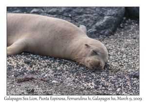 Galapagos Sea Lion