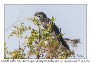 Smooth-billed Ani