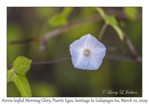 Arrow-leafed Morning Glory