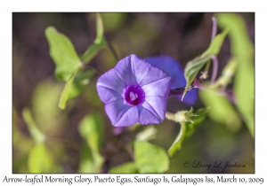 Arrow-leafed Morning Glory