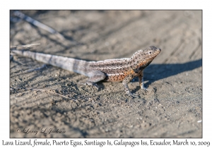 Lava Lizard, female