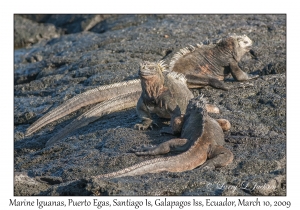 Marine Iguanas