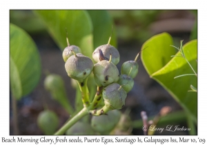 Beach Morning Glory, fresh seeds