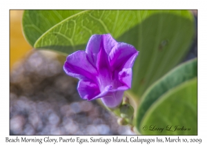 Beach Morning Glory