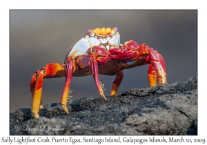 Sally Lightfoot Crab