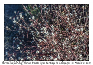 Thread-leafed Chaff Flower