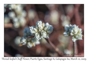 Thread-leafed Chaff Flower