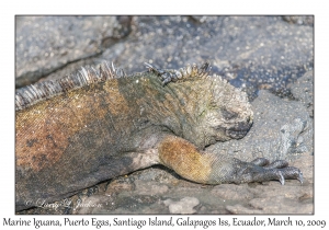 Marine Iguana