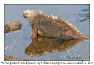 Marine Iguana