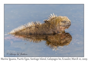 Marine Iguana