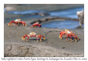 Sally Lightfoot Crabs