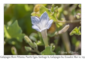 Galapagos Shore Petunia