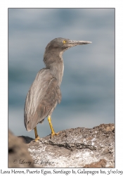 Lava Heron