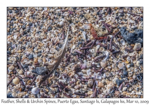 Feather, Shells & Sea Urchin Spines