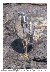 Yellow-crowned Night Heron