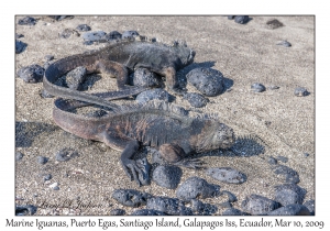 Marine Iguanas