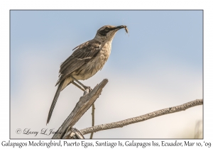 Galapagos Mockingbird