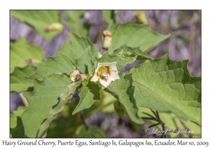 Hairy Ground Cherry