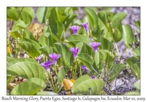 Beach Morning Glory