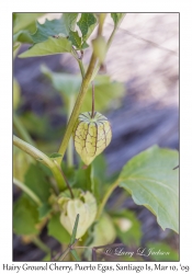 Hairy Ground Cherry