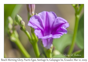 Beach Morning Glory