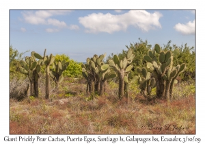 Giant Prickly Pear Cactus