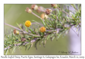 Needle-leafed Daisy