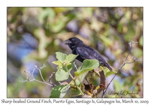 Sharp-beaked Ground Finch