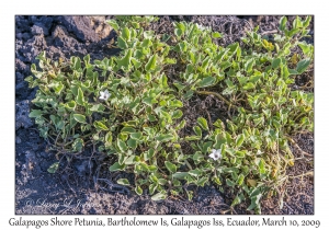 Galapagos Shore Petunia