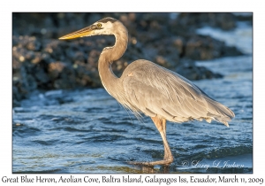 Great Blue Heron