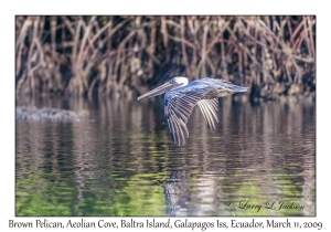 Brown Pelican