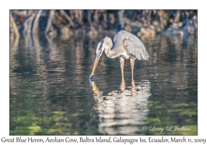 Great Blue Heron