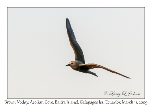 Brown Noddy