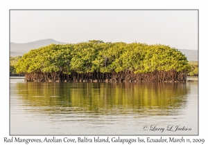 Red Mangroves