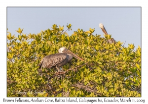 Brown Pelicans