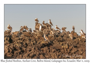 Blue-footed Boobies