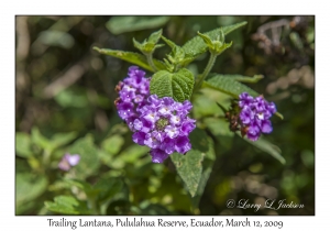 Trailing Lantana