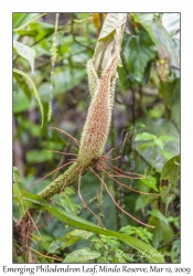 Emerging Leaf