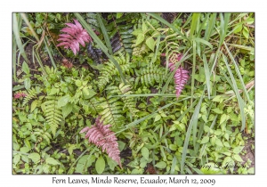 Fern Leaves