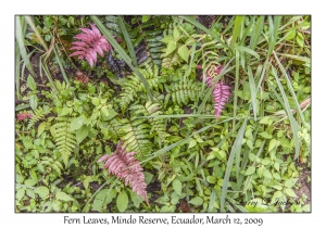 Fern Leaves