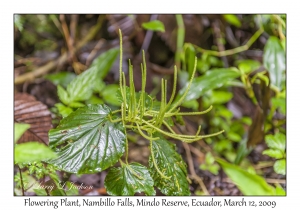 Flowering Plant